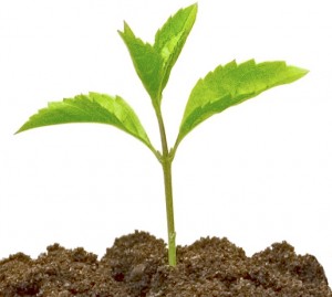 Grow Your Own Business growing a business